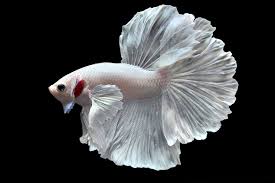 Cá Betta Dumbo