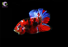 Cá Betta Galaxy