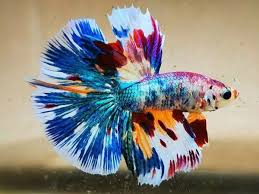 Cá Betta Koi