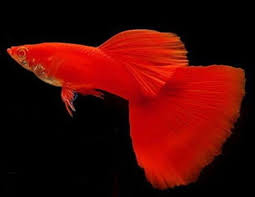 Cá Guppy Full Red