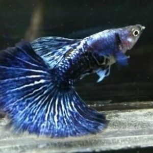 Cá Guppy Rồng