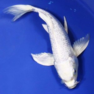 Cá Koi Platinum