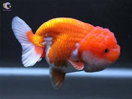 Cá Ranchu đỏ