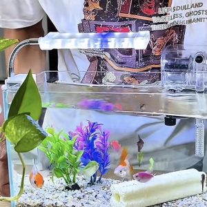 Hồ cá mini để bàn