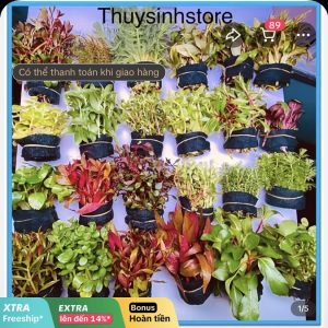 Cây thủy sinh mini